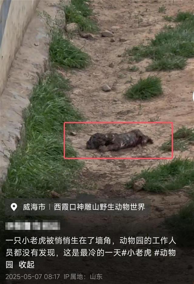 过问？动物园：生下来后就发现了目前安好CQ9电子网站威海小老虎生在墙角无人(图4)